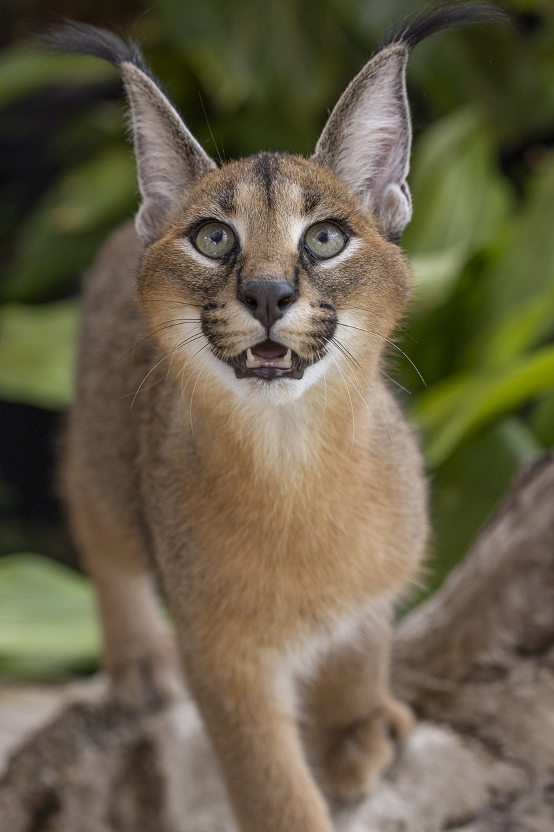 sandiegozoo's tweet image. Friday 4:59pm                                                Friday 5:00