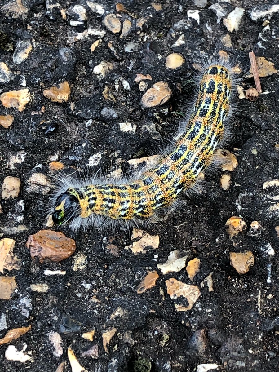 Hi Twitter people,any ideas on the ID of this caterpillar?