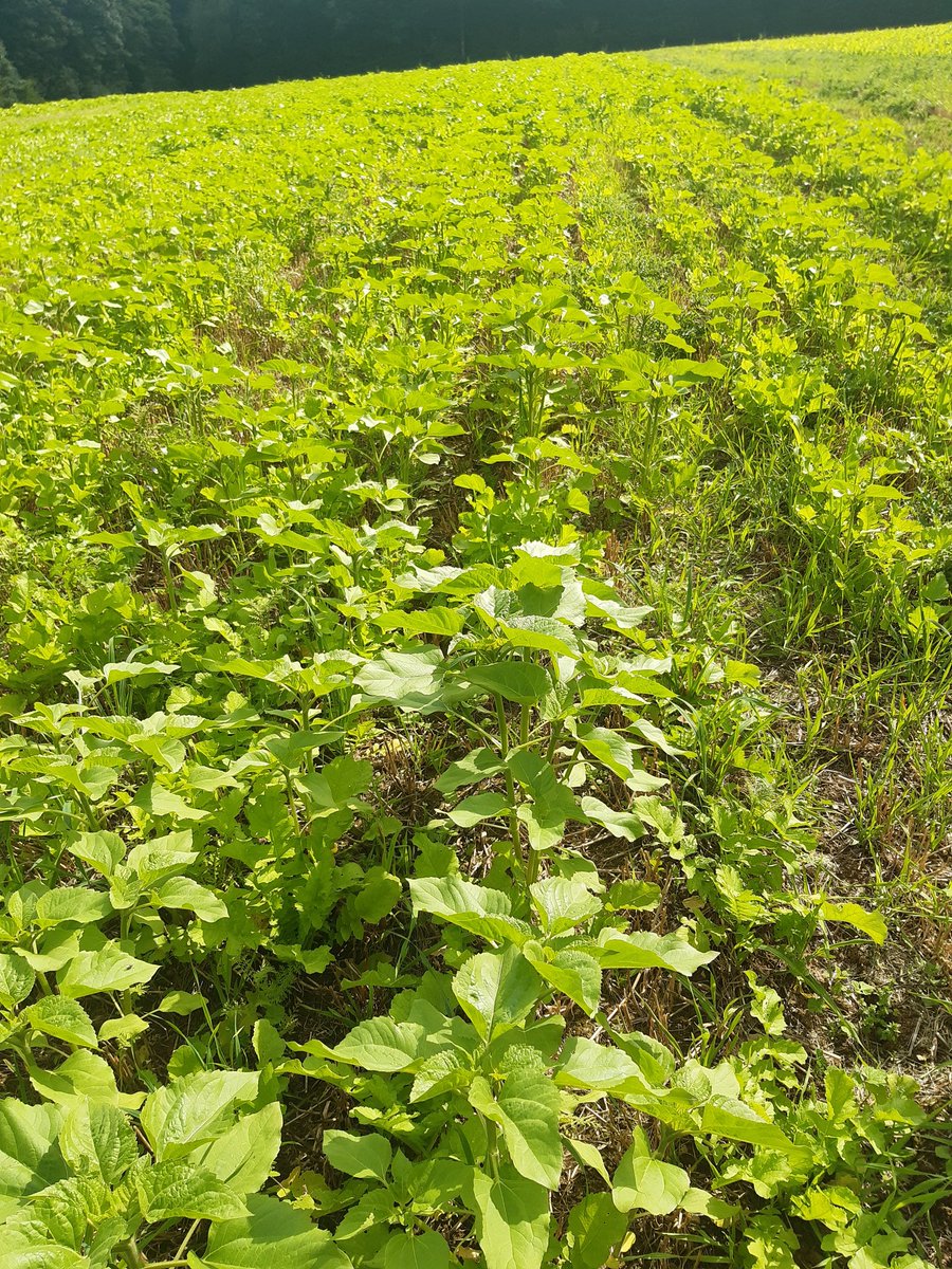 David MEALLET tweet media