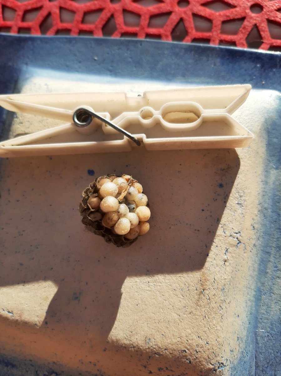 JussiTuomi's tweet image. Kesän rakentamisen kehitys...#ampiainen #tuholaistorjunta #asuminen
2022 aloitetaan rakentaminen taas alusta.