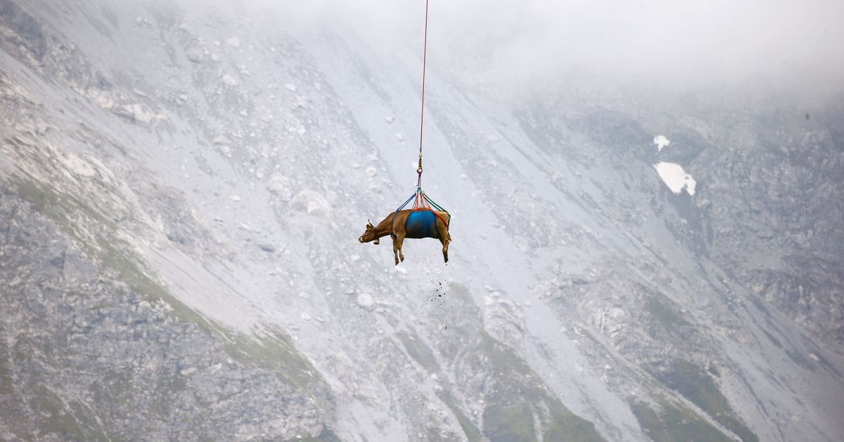 Reuters's tweet photo. Injured Swiss cows get helicopter ride from Alpine pastures https://t.co/mIZAqiidnX https://t.co/02LS6dyFIb