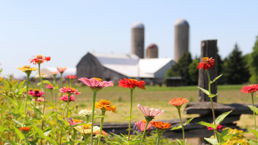 InvestinBrant's tweet photo. Are you ready for another #BrantWorks business highlight!? Located in Ayr, Moore's Farms is truly a century farm, with the Moore family harvesting the land since 1916!
Make sure to checkout their page!
https://t.co/DdZR5JX1Lh
#BrantWorksTogether https://t.co/pR9059N3fO