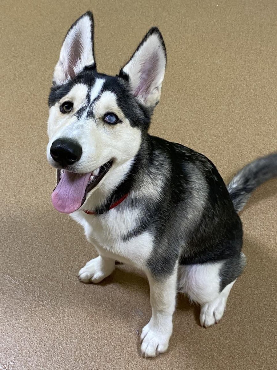 Sitting in Limbo, but know it won't be long! beautiful boy is Kota a 5 m old Siberian Husky. To adopt, complete an application at pawsct.org.  #readyforhome #siberianhusky  #puppiesofpawsct #foreverhome @PaulPiorek <a href="/NutmegClinic/">Nutmeg Spay Clinic</a> <a href="/senatorduff/">Senator Bob Duff, Majority Leader, Connecticut</a> <a href="/NorwalkHH/">Norwalk HamletHub</a>