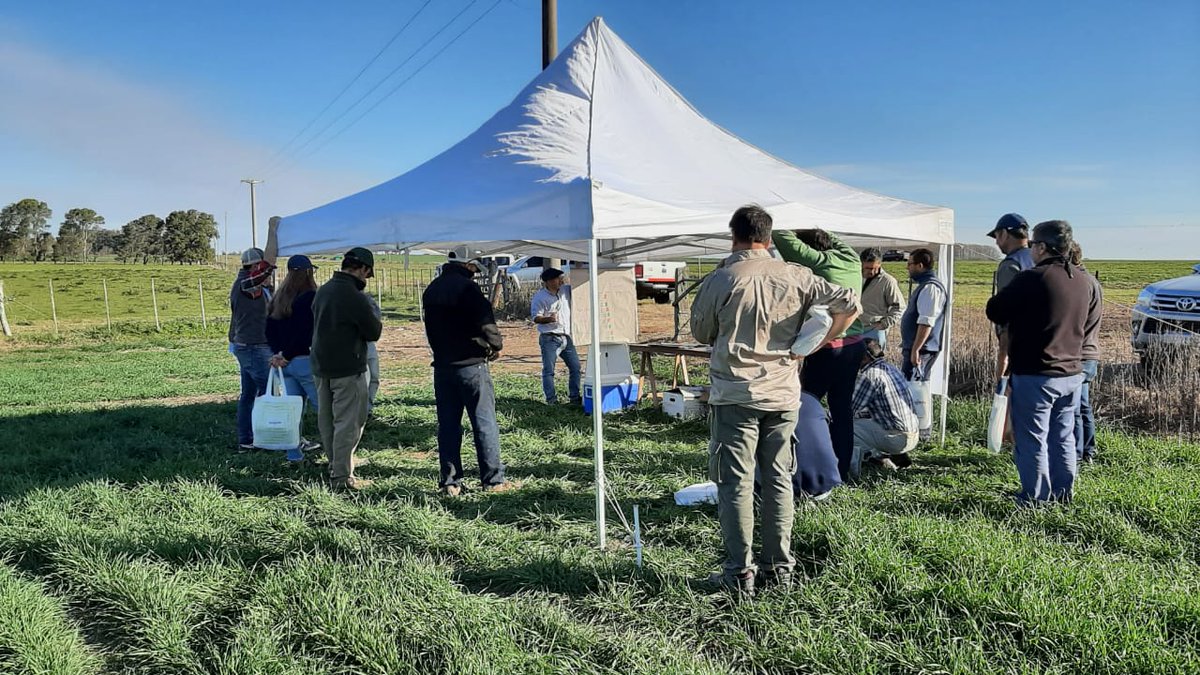 Syngenta Argentina (@syngenta_ar) on Twitter photo Con <a href="/Chaveta4/">Nicolas Spinelli</a>, de ST, y el equipo de <a href="/INSER_SA/">Insumos Entre Ríos</a>, Marcelo Valenti, Julián Scattena y Facundo Álvarez Danieri, recorrimos cultivos para observar enfermedades en trigo🌾🌾 Con <a href="/Chaveta4/">Nicolas Spinelli</a>, de ST, y el equipo de <a href="/INSER_SA/">Insumos Entre Ríos</a>, Marcelo Valenti, Julián Scattena y Facundo Álvarez Danieri, recorrimos cultivos para observar enfermedades en trigo🌾🌾