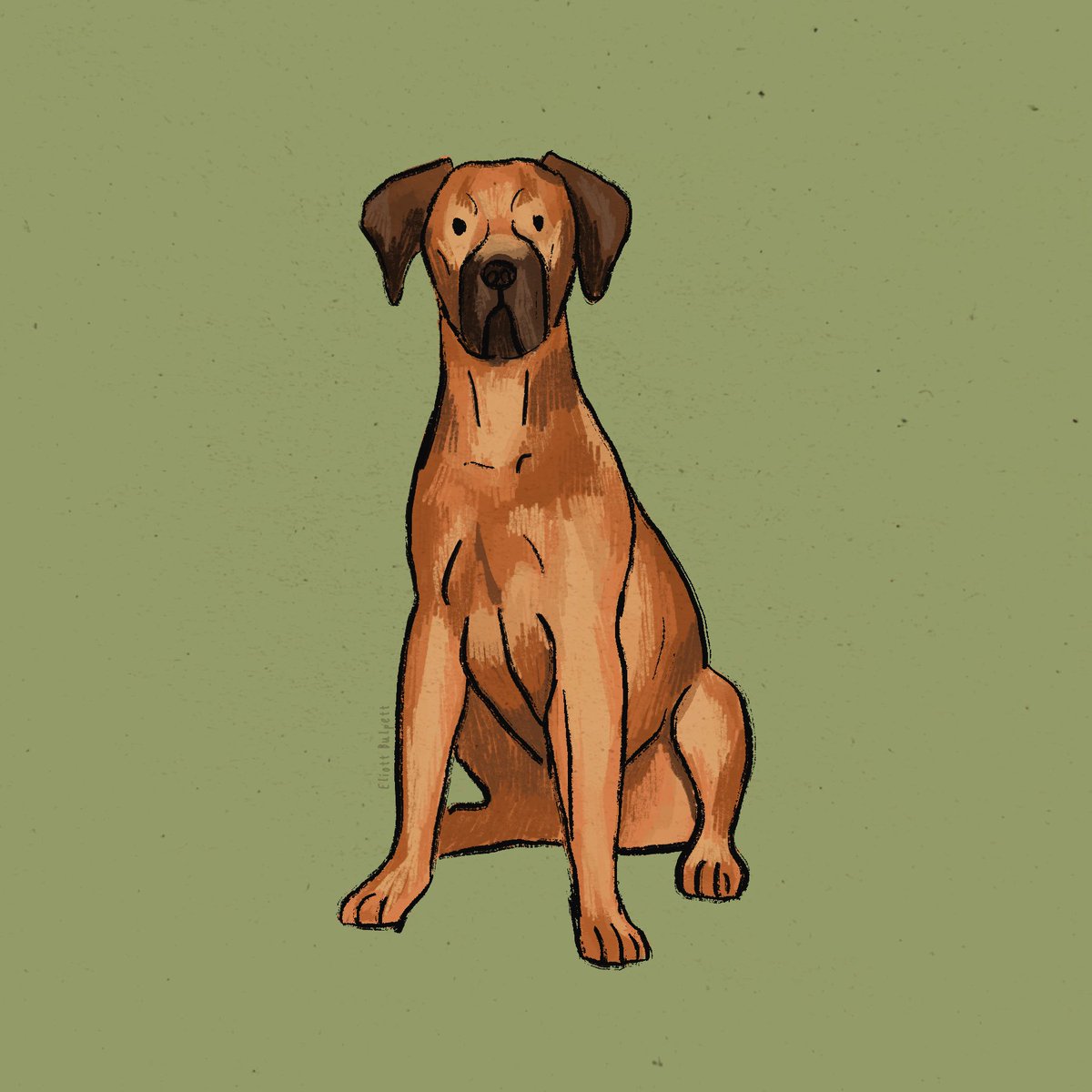 eliottbulpett's tweet photo. Day 27! Rhodesian Ridgeback
#edcdoggust #doggust2021 @DogsInAugust https://t.co/KKXzMhBtHR