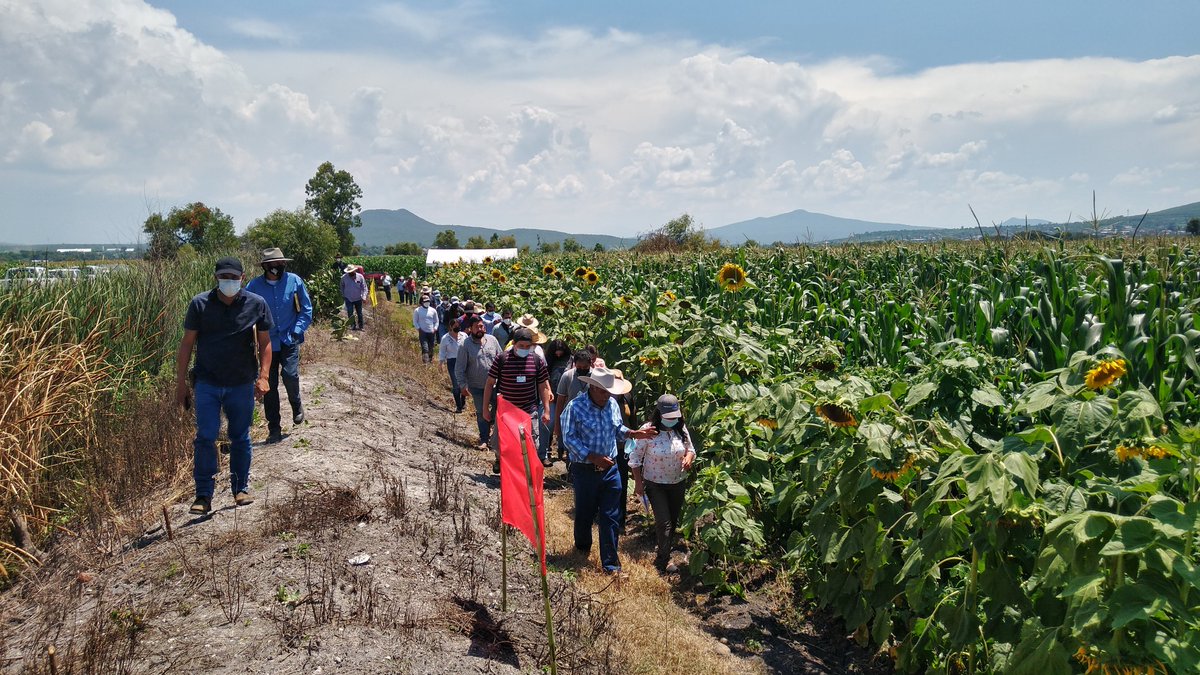 Entre las prácticas agroecológicas que impulsa la Estrategia de Acompañamiento Técnico #ProducciónParaElBienestar: establecimiento de girasoles, jitomate y calabaza en predio de maíz Las flores atraen a insectos benéficos. Experiencia en #Michoacán drive.google.com/drive/folders/…