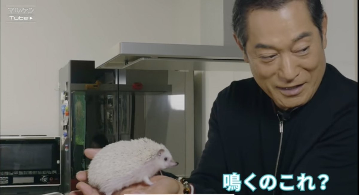 上様 お戯れを 松平健さんとハリネズミのイチャラブ動画が可愛すぎて ズキューンてなった 上様の掌で転がされる可能性 Togetter 上様 お戯れを 松平健さんとハリネズミのイチャラブ動画が可愛すぎて ズキューンてなった 上様の掌で転がされる可能性 Togetter