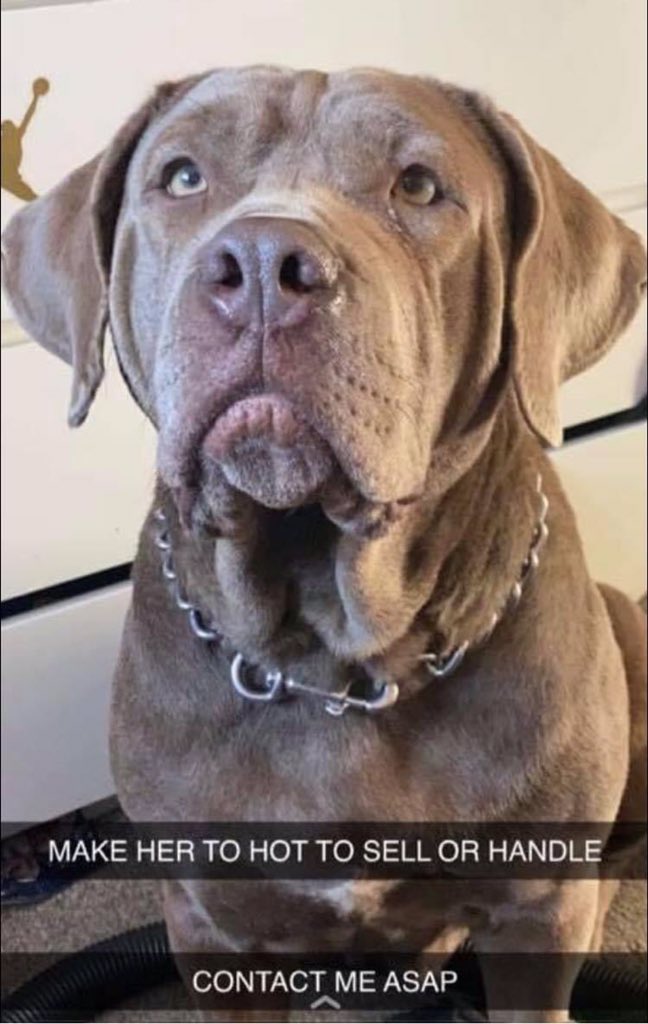 missingdogs155's tweet photo. STORM STOLEN IN BURGLARY: Please can everyone share this my dog has been taken from my home. I need all the support. She wouldn’t usually go with a stranger but at roughly 2am she was taken 😢

Female Mastiff Grey And Silver Face With Brown Body (Age: Adult)

Stolen from Welford, https://t.co/epUIWjCePu