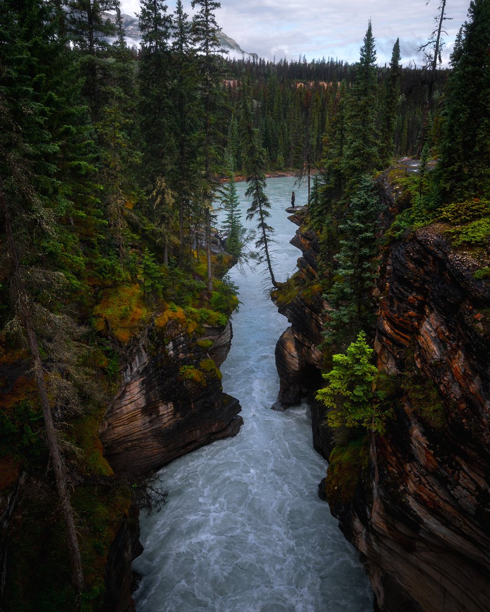 minizmal tweet media