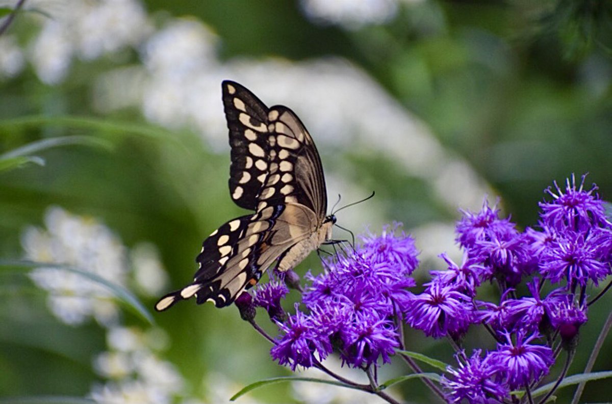 Arćenio Antonio tweet media