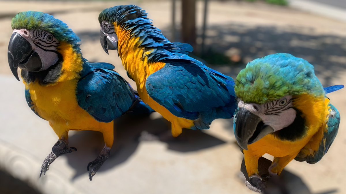 monicas_macaws's tweet photo. "If two wrongs don't make a right, try three."  ~Laurence J. Peter https://t.co/hU9tCmakzz
