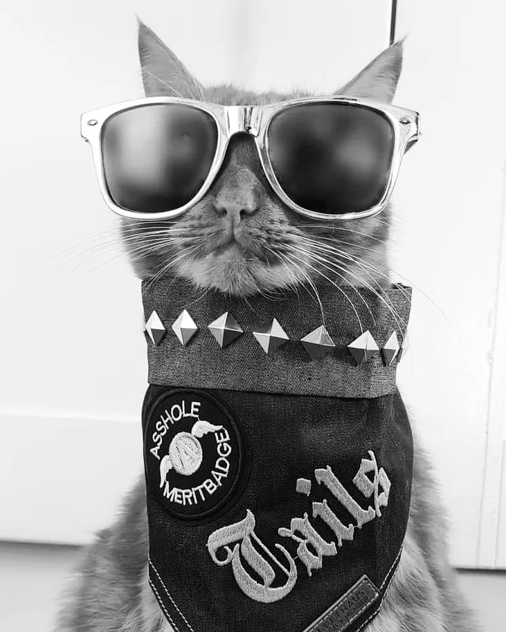 Hobbitpawsdogs's tweet photo. "darling please... it's called the CATWALK for a reason!".
Talis the cat showing the dogs how it's done in his new bandana 🤣🐱👑
#pethaus @HelloPetHaus #CatsOfTwitter #catlover #Cat https://t.co/ltWkwBPGvZ