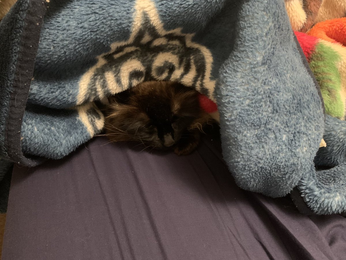 LordFidget's tweet photo. I am one with the blanket. 

Also... I have a crown in the blanket... https://t.co/yp5pkdLXN1