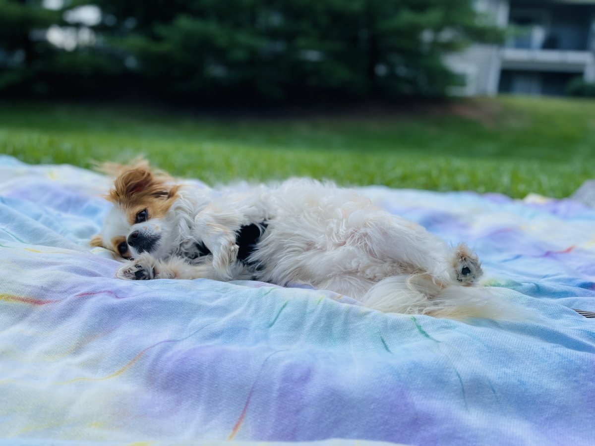 OhlmannGroup's tweet photo. It's officially the dog days of summer and we can't resist sharing some of our favorite furry friends ⬇️

#photochallenge #nationaldogday https://t.co/WcThVSXY8O