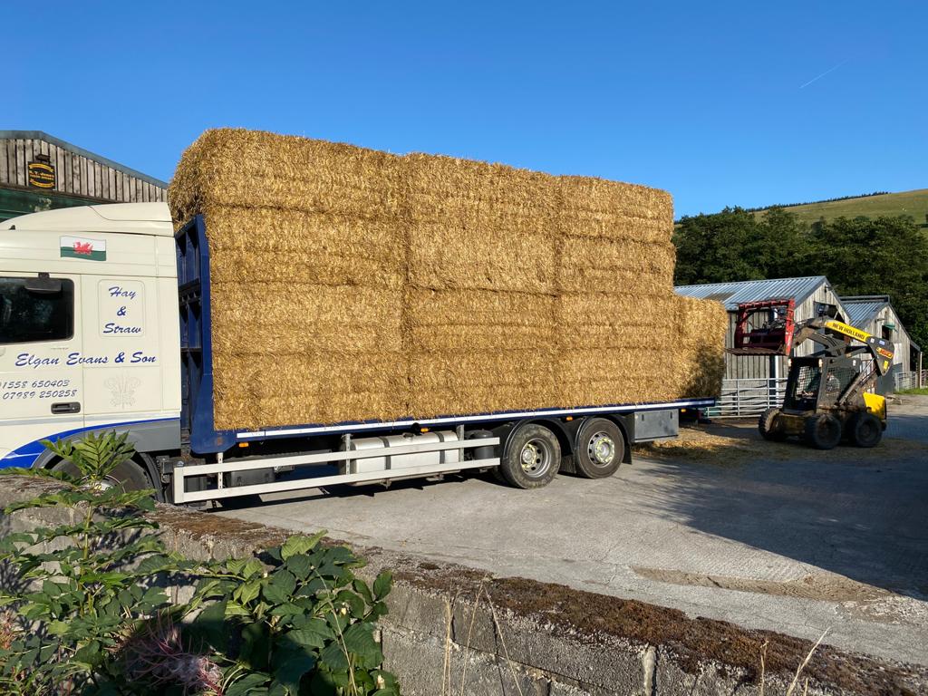 Stocking up for winter #goldbars #straw #sheep