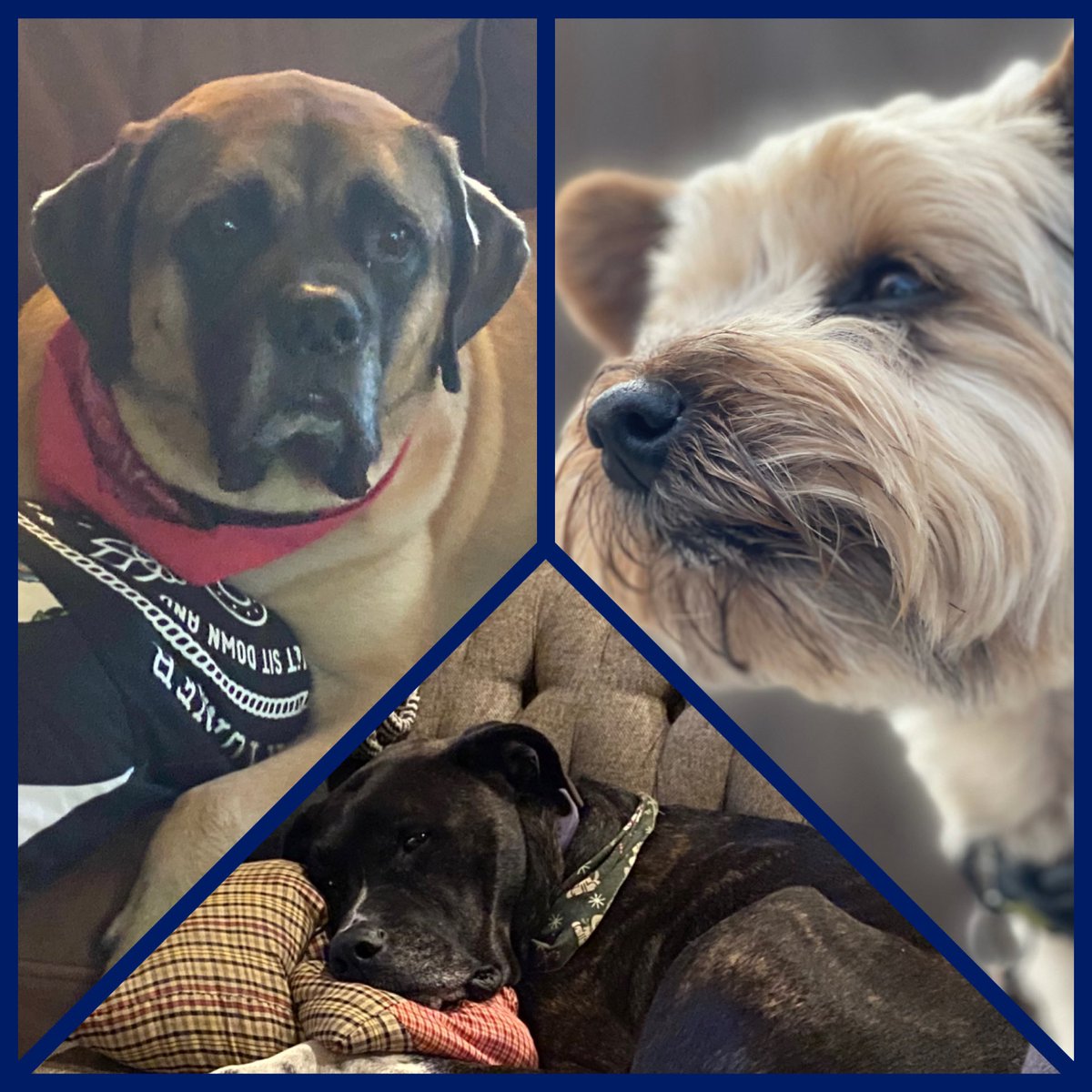 jaret2113's tweet photo. Late to the #nationaldogday party! Here are our babies!!
Hazel Mae, Allie, and Milo Aukerman Reddick III.
-
#yorkie #mastiff #yorkiesofinstagram #mastiffsofinstagram #boxermastiff #boxermastiffmix #nationaldogsday #nationaldogday🐶 #frankturner #milo #miloaukerman #descendents https://t.co/axKPk34HM6