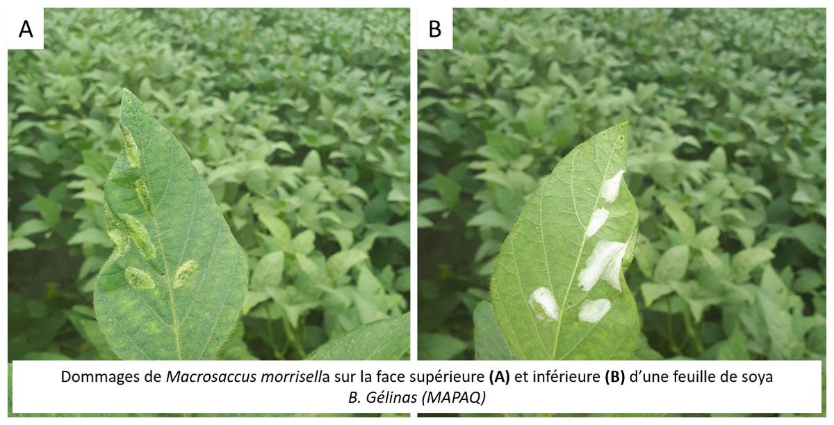 Au menu de l'avertissement du 27 août: syndrome de la mort subite dans un champ de soya en Outaouais, dépistage des larves du VGOH (champs affectés en Montérégie-Est), chenille peu connue dans le soya, chrysomèle du haricot et herbicides prérécolte (soya) tinyurl.com/mvjndta2