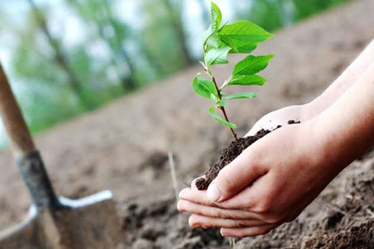 متى يكون الوقت الأفضل للتشجير ؟
عندما تنخفض درجة الحرارة عن 40 درجة مئوية

في #المدينة_المنورة أواخر شهر سبتمبر ..أي بعد شهر من اليوم ..