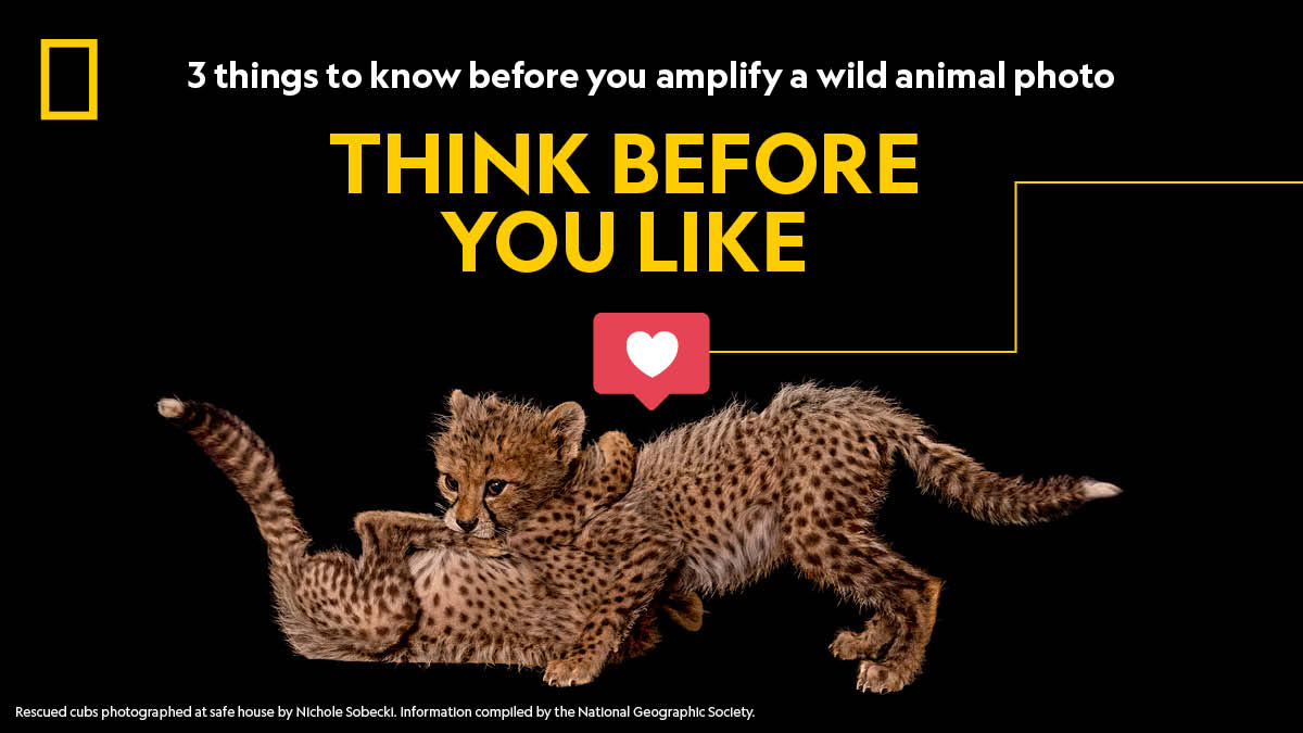 National Geographic on Twitter: National Geographic on Twitter: