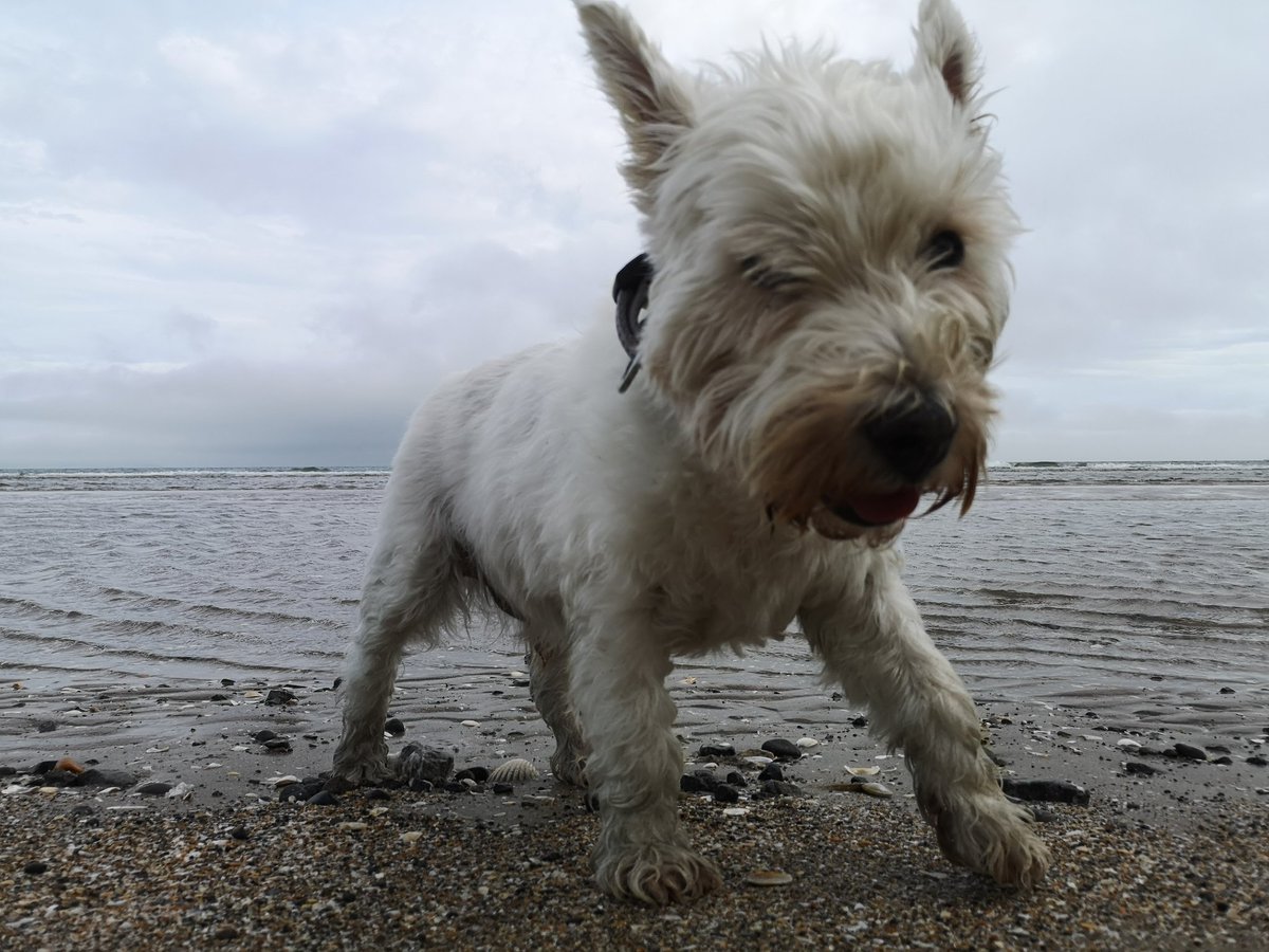 JACKZERYT's tweet photo. I love my dog. Windybeach boi turns 16 in October 🐶 this buddy's energy will go forever!!. https://t.co/Tp53wNTPg2