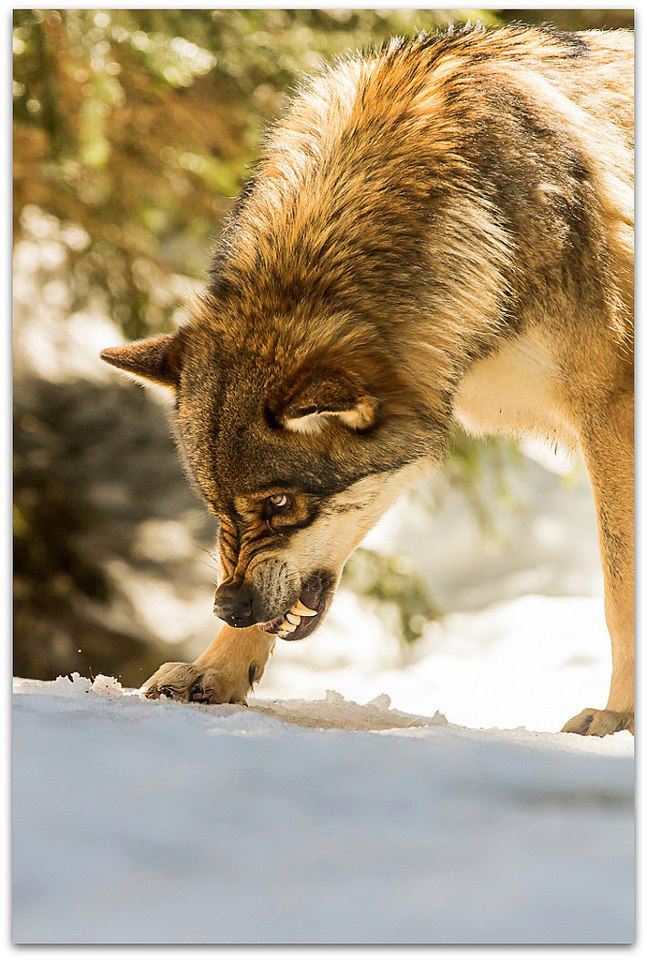 HourlyWolves presents: