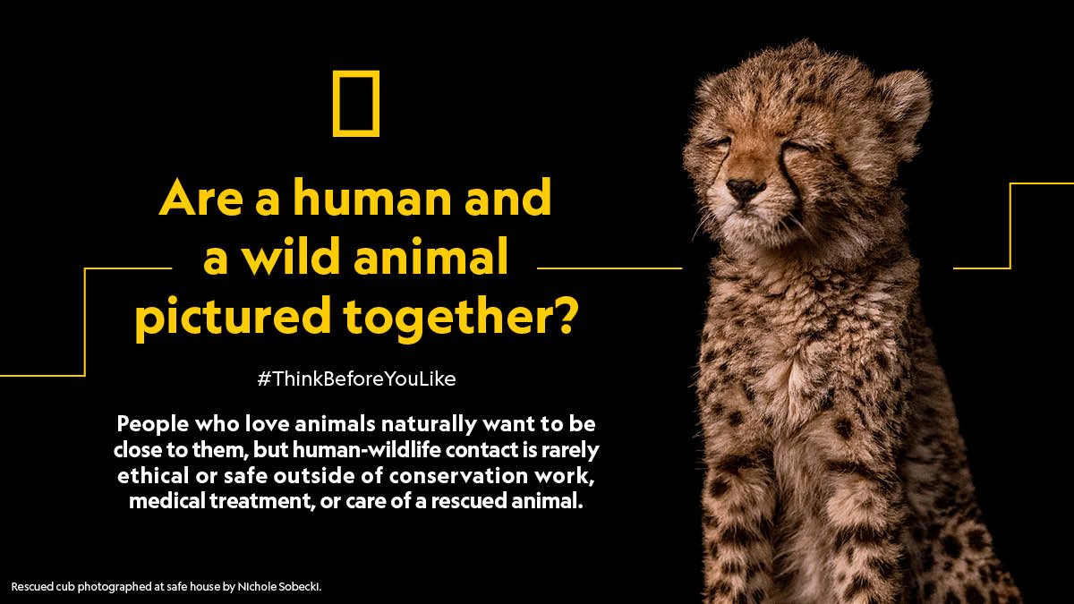 National Geographic on Twitter: 