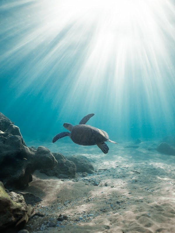 “Paradise” available on <a href="/opensea/">OpenSea</a>

opensea.io/assets/0x495f9… #NFT #opensea