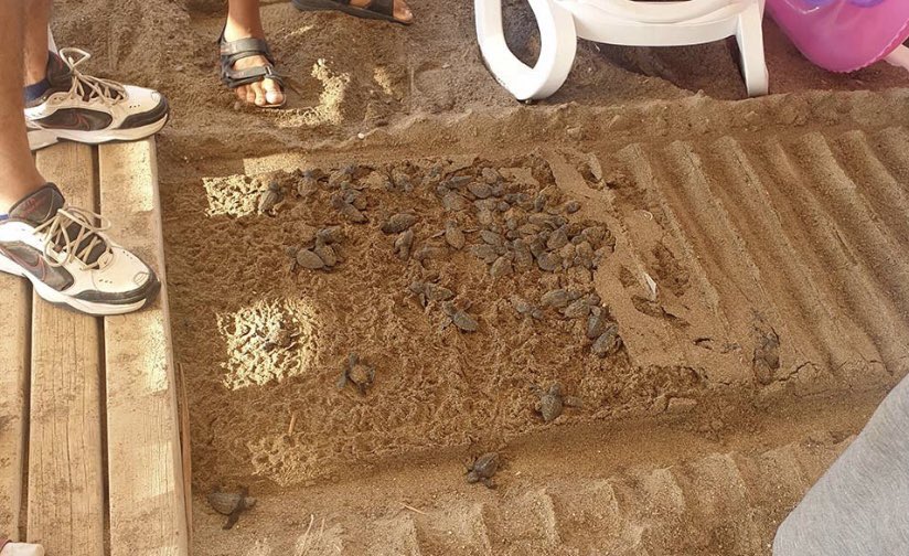 telqraft's tweet photo. Antalya/Belek. Yumurtasından çıkan 60 caretta caretta yavrusu, bir otelin kumsala koyduğu ahşap yürüme bandının altına sıkışarak öldü. https://t.co/Tz8PFLkmyq