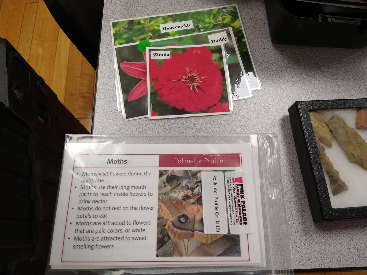 WhitehavenSTEM's tweet photo. Partnering with the Museum of Science and History-Memphis to bring hands-on engaging visuals and experiences to our Innovators!
#Entomology
#Astronomy
#Suitcases&Passports program
#PinkPalace
#STEMDesignated
#SCS https://t.co/x6UMbaiJXH