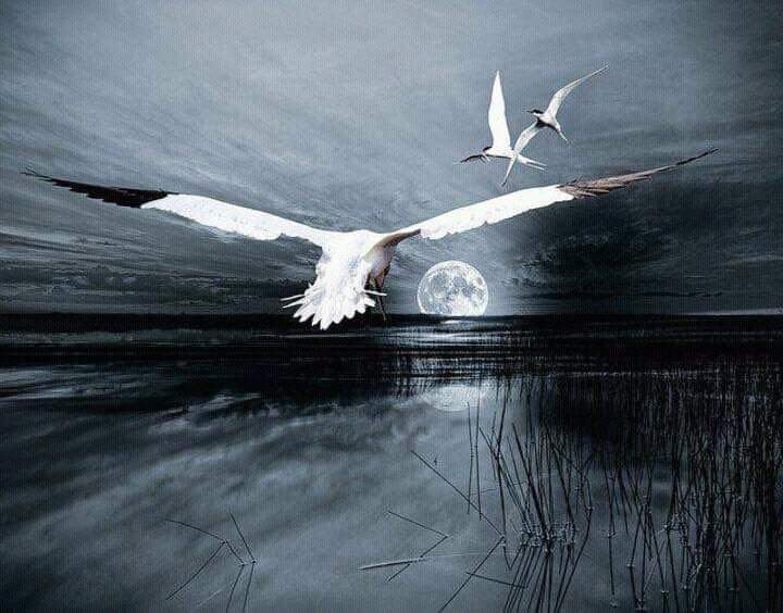 Птицы летающие под водой. Лунная птица. Белая ночная птица. Лунная птица арт.