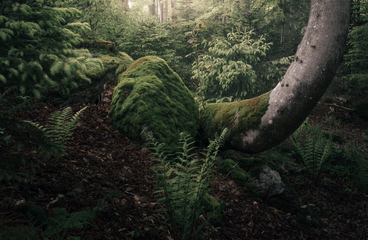 With so many sales happening currently around me, I thought I should give it another try and present you some of my work available to be collected on @withFND 
I also dropped the prices here. So happy for everyone having his/her stuff collected lately.
foundation.app/@lightmospheric