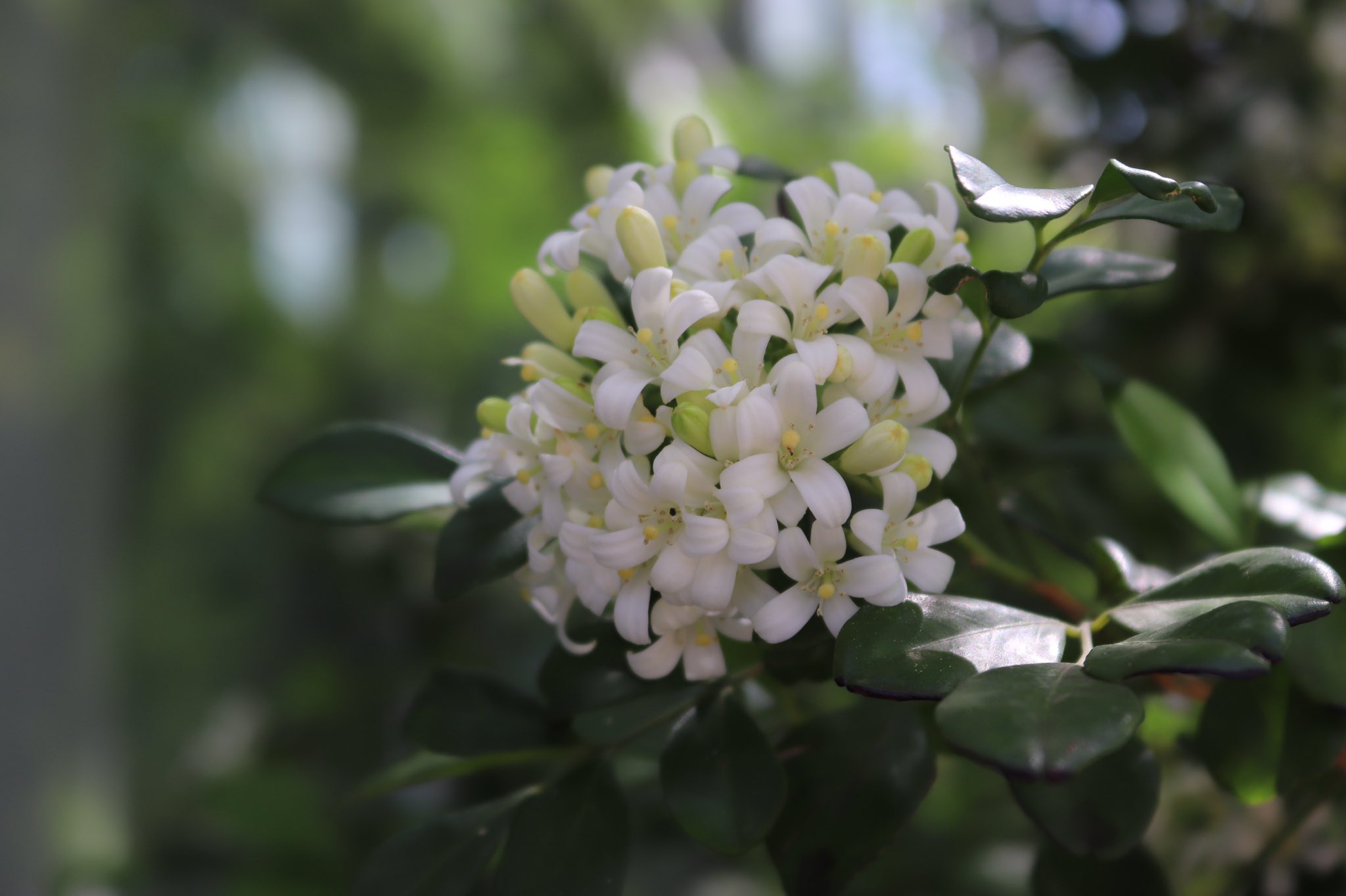 咲くやこの花館 熱帯花木室を歩いていたら いい香り がしてきました ハイビスカスワールドの手前にあるのは ミカン科の ゲッキツ です ジャスミンのような爽やかな香りがします 可愛いお花と一緒に 香りも楽しんでくださいね 咲くやこの花館 虫を