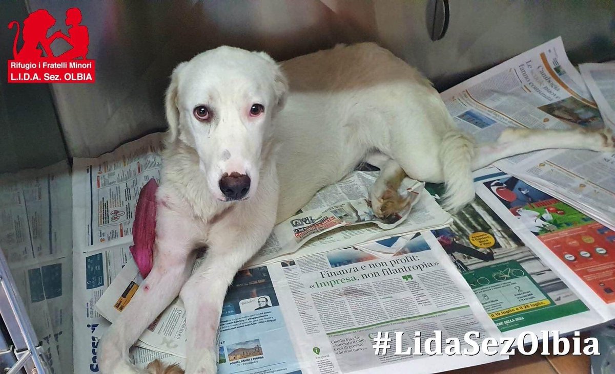 LidaSezOlbia's tweet image. Il #postoperatorio di #Angelica procede, lei è veramente brava, nonostante tutto mai un lamento. Grazie a chi ci aiuta ad affrontare tutto, senza di voi saremmo un lumicino nel mare in tempesta.
lidaolbia.it/donazioni.html

facebook.com/media/set?vani…