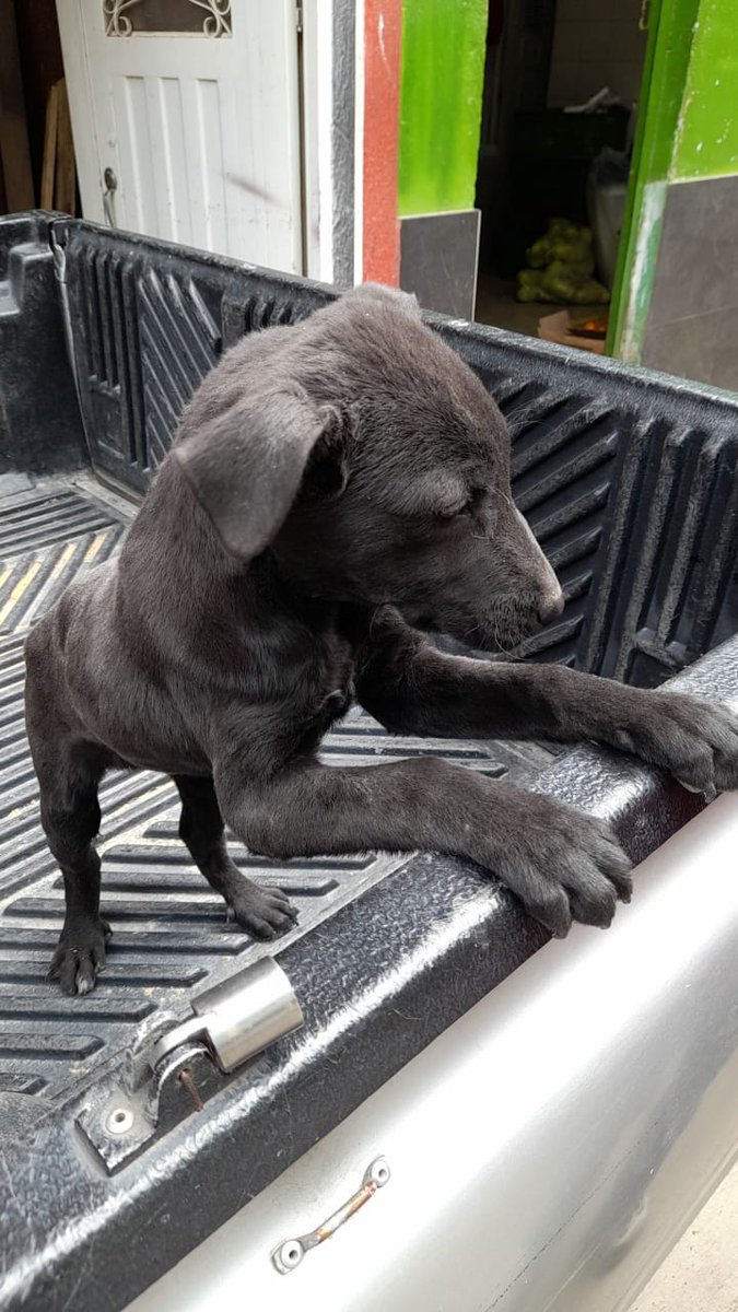 grand_lili's tweet photo. no me quieren porque soy negro y no soy bonito para ellos, estoy amenazado de ir a la calle, soy bebé, tengo contadas las horas, una sra Diana se enteró de mi caso pide por favor me brinden hogar o un padrino, no puede recibirme esta enferma. Bogotá. 311 4654505 https://t.co/Lp6yD5pYrZ