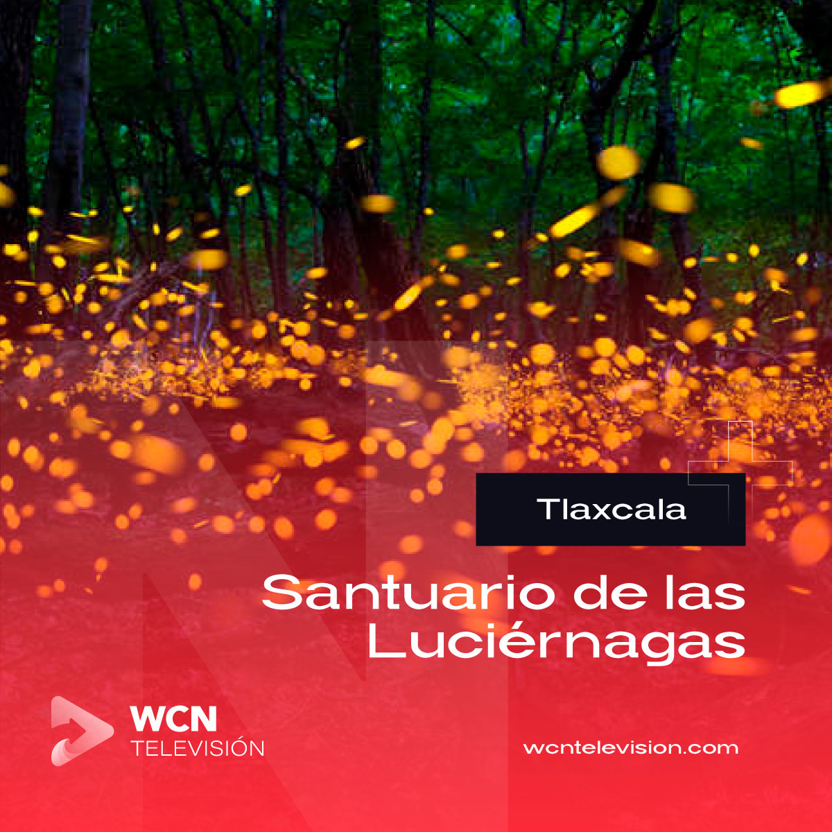 WCNTelevision's tweet photo. Ubicado en Nanacamilpa de Mariano Arista, Tlaxcala, el Santuario permite el avistamiento de luciérnagas entre los meses de junio, julio y las primeras semanas de agosto. ✨ Es único en su tipo en México, y uno de los pocos existentes en el mundo. #WCNTelevisión https://t.co/QjmCN3ty8t