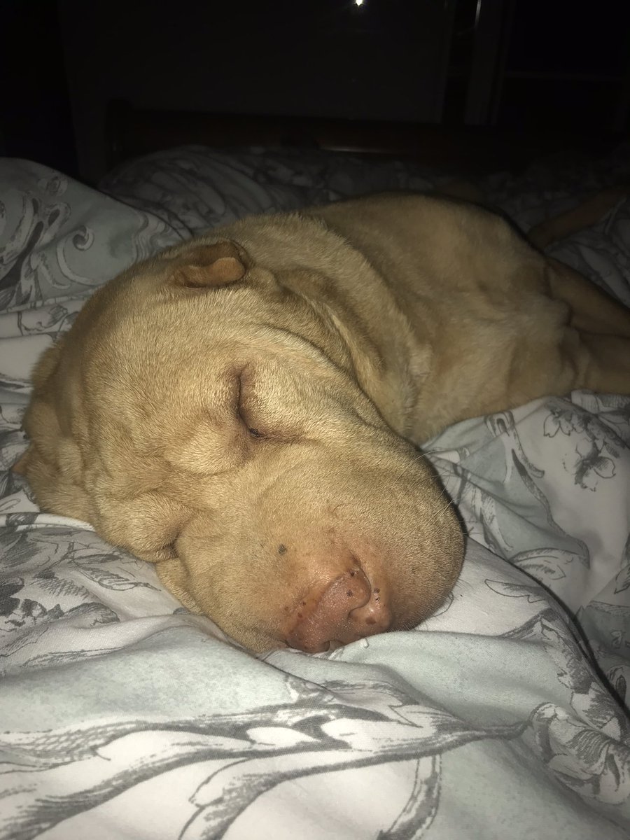 GCauser19's tweet photo. Happy to be home tucked into his mum after his weeks hols in Scotland #lovemydogs #restandrecoup https://t.co/OvZYvwCj5V