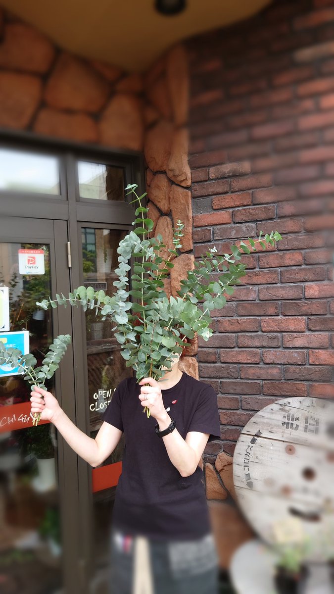 ユーカリ銀世界