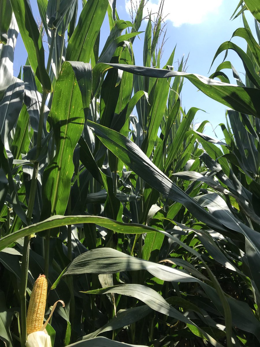 Need a healthy 106/107 day product tolerant to tar spot?  Look at A636-16!  This hybrid is one of the healthiest products observed in this maturity in Eastern IL this week.  Impressive!