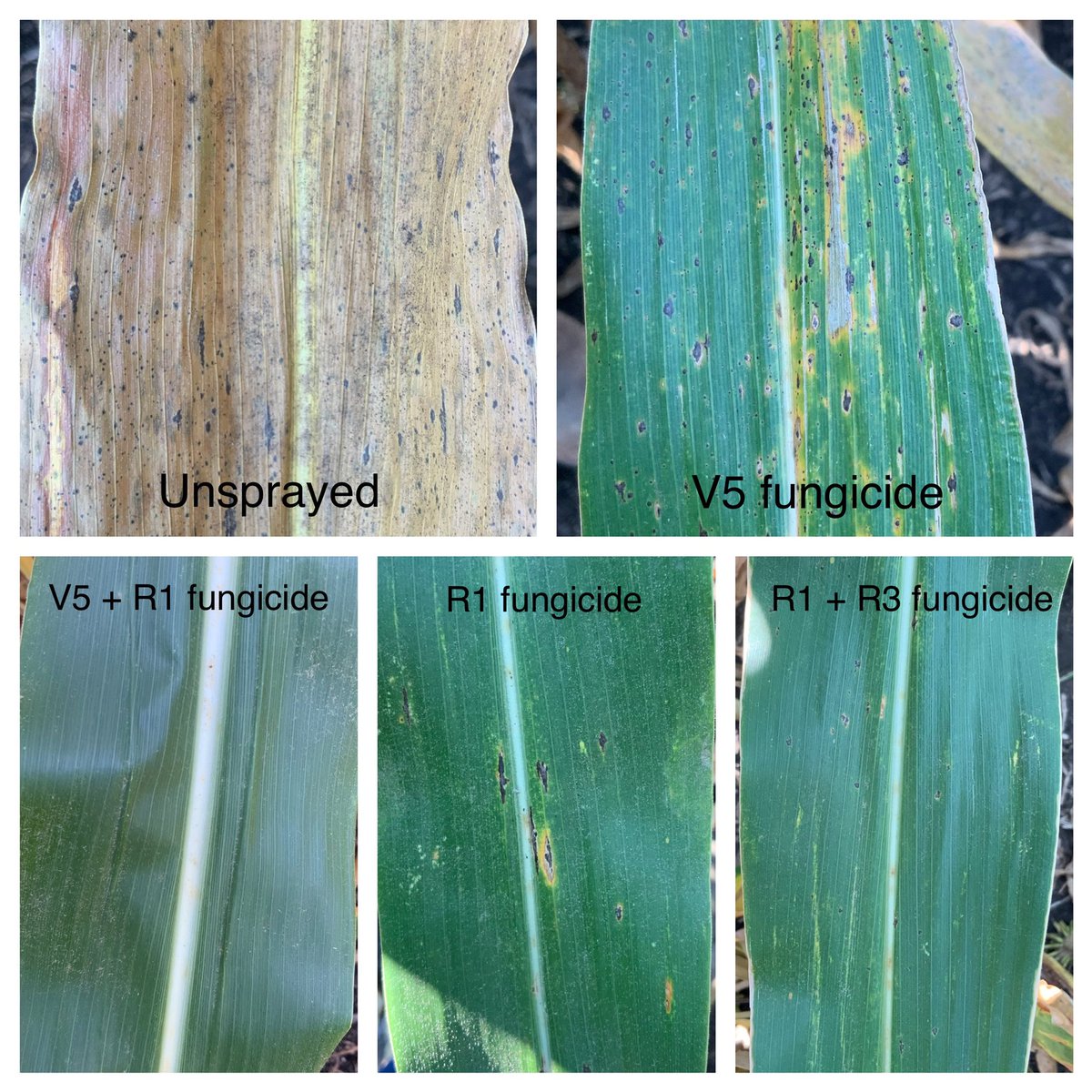 NWILTDR's tweet image. Tar spot can be managed with fungicide and timing matters.  Check out these photos of tar spot development in a susceptible hybrid in our fungicide timing trial at Roanoke.  #ILFocus #Delaro