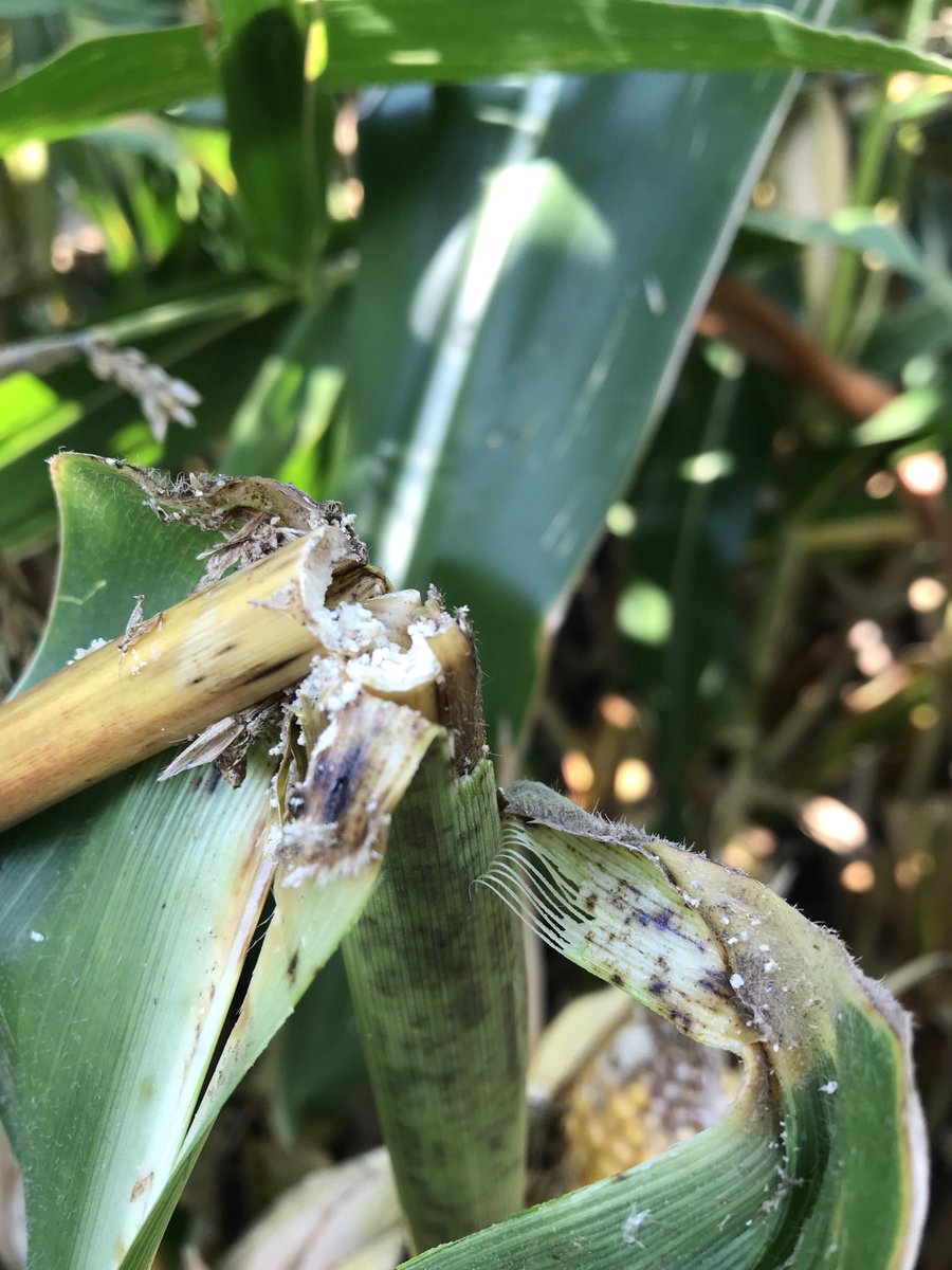 European corn borer found in stalks and ear shanks of conventional corn.  Be sure to scout and schedule harvest accordingly.