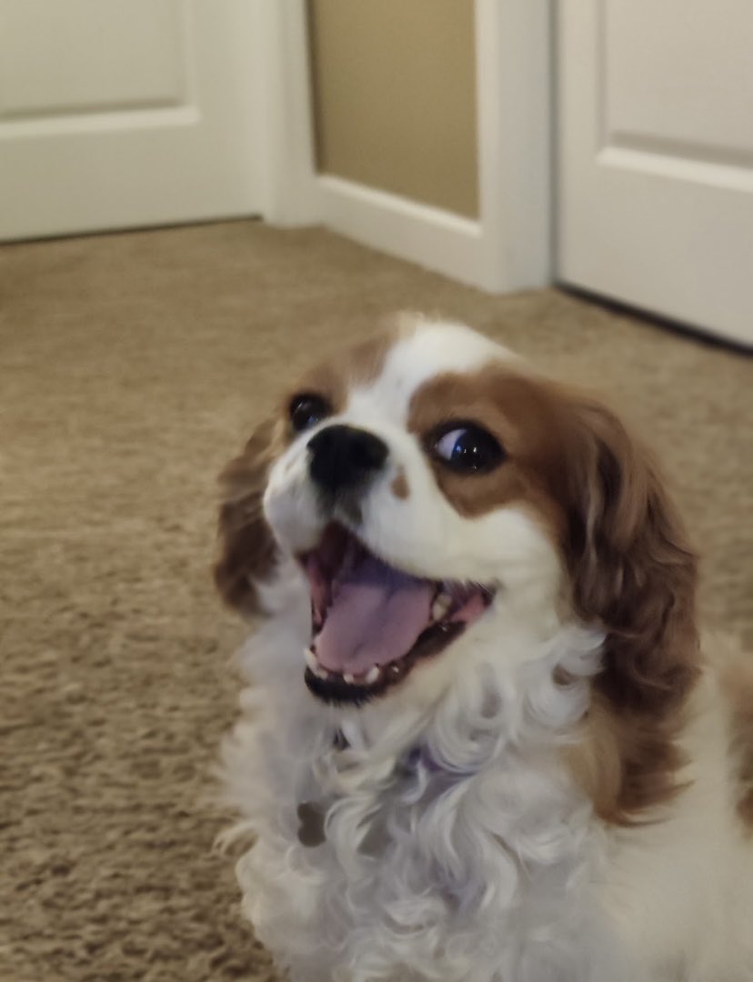 nannerpz's tweet photo. My two #BigNannFriday moods. #snuggle #yay #😀 #cavvy #cavalierkingcharles #cavalierkingcharlesspaniel #nann #butaretherecheerios #thewisenannster #nannerpsaur #cephalopoderpz #babynann #littlenann #nannerpz https://t.co/1msgskV1l0