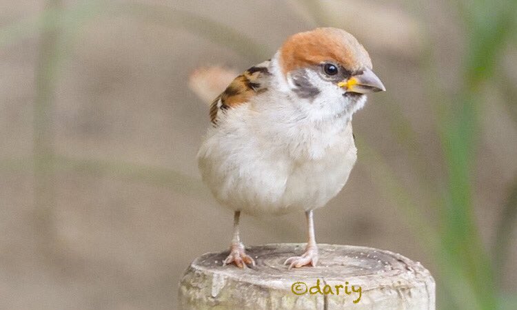 こすずめ Recherche Sur Twitter