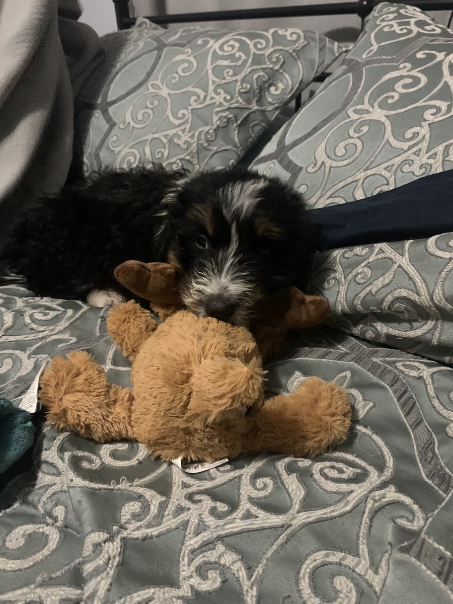 margs333's tweet photo. Just a cute picture of Poe to brighten your day🤍 https://t.co/0wA4WnsUaQ