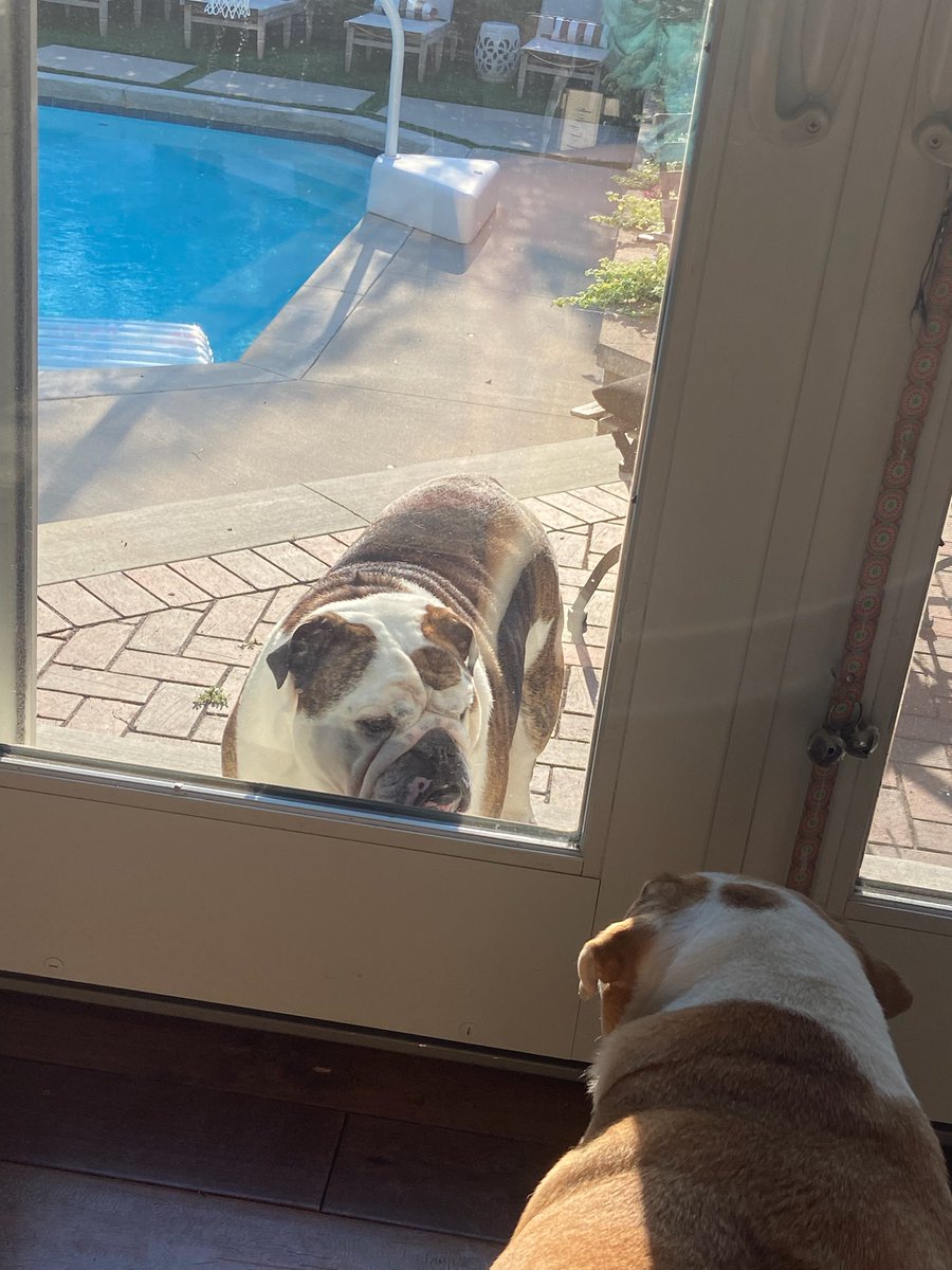 HankMuth's tweet photo. This is ridiculous. 
How many times do I have to apologize, Stella ?!?
It was a joke !!!!
As you can tell, I blew off those sensitivity training classes.
I'll do better. 
I promise.

Now let me in the house, you spiteful woman !!! 😤

#FridaysWithHank https://t.co/SQPtHuqzKf