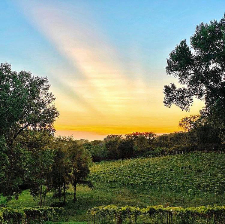 Can't beat the Iowa golden hours 😍  

📍 Oscar Carl Vineyard
📸. Mike Gleiser

 #exploresiouxcity #exploresux #winery #goldenhour #nofilter #wine