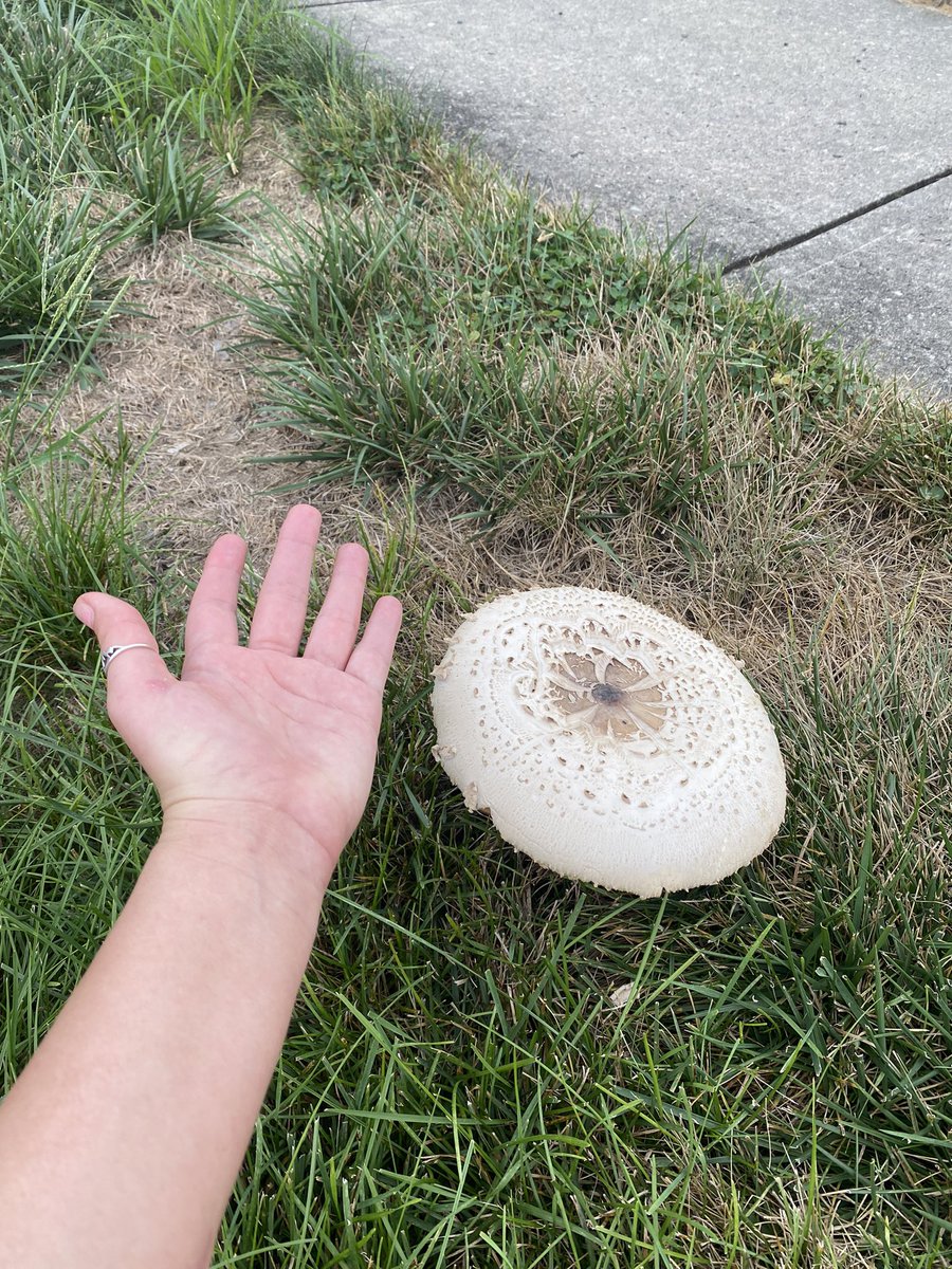 nico0ole_'s tweet photo. ANOTHER GREAT FIND!! HAND FOR SIZE REFERENCE @deannawilly https://t.co/kqrqKHatUW
