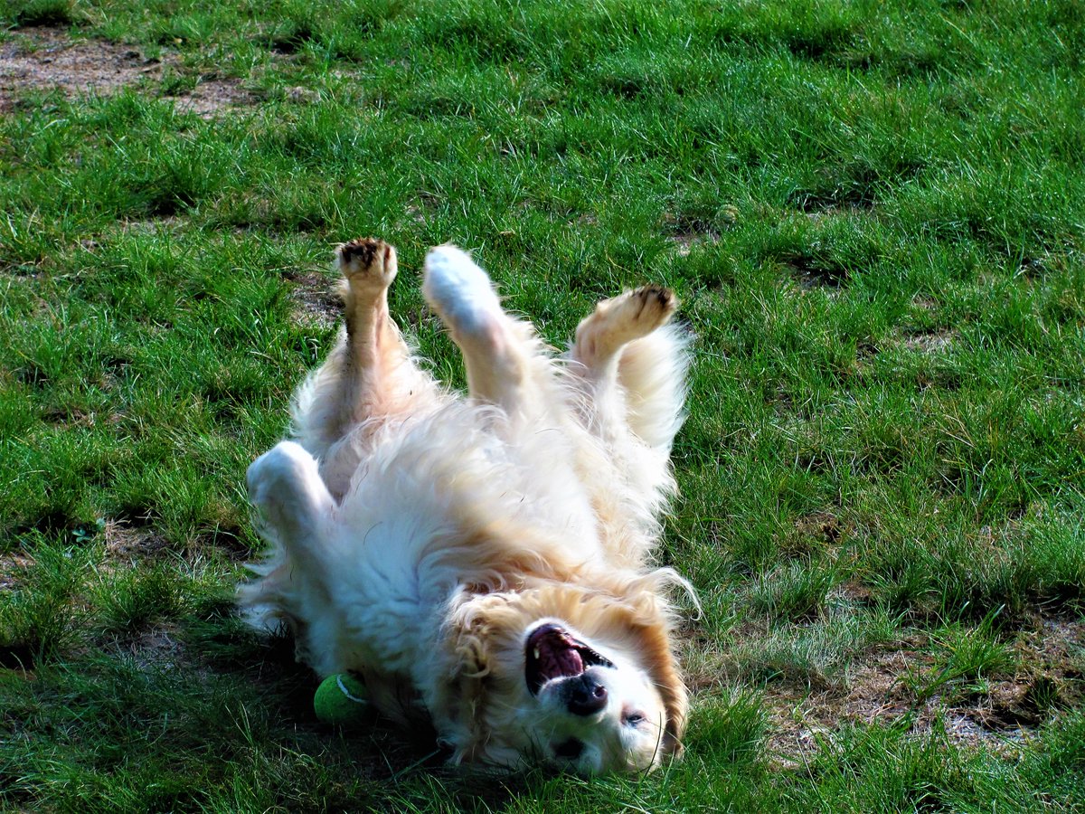 floatinginnh's tweet photo. Today, very early in the morning, our beloved Daisy crossed the Rainbow Bridge. She was the best girl ever, our Princess, our Daisykins, the smartest, most beautiful, most loving, fiercest girl ever. We loved her beyond words and will miss her always. #RIPDaisy https://t.co/3ADkWeecWO
