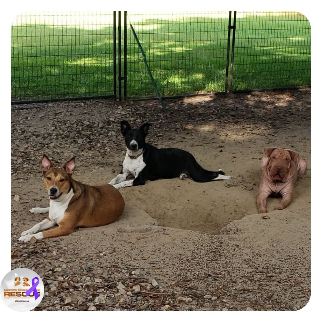 Just a group of pups waiting to be adopted! (From the left) Madge, Lucy, and Paddington! #adoptdontshop #lgar #rescue #fosterssavelives lgarinc.org/adoption-appli…
