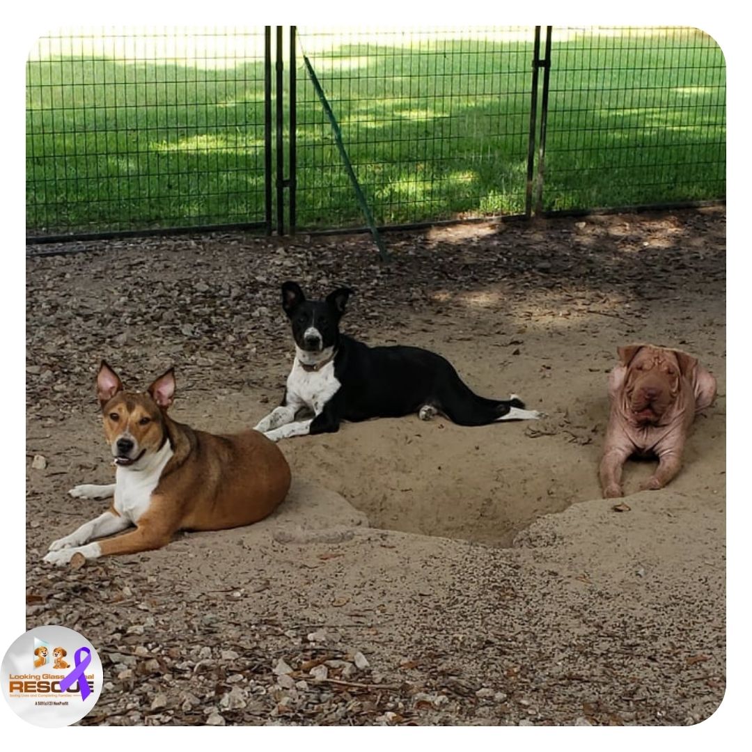 LGAnimalRescue's tweet photo. Just a group of pups waiting to be adopted! (From the left) Madge, Lucy, and Paddington! #adoptdontshop #lgar #rescue #fosterssavelives
https://t.co/NIby3DntOW https://t.co/TcpsoFM7xk