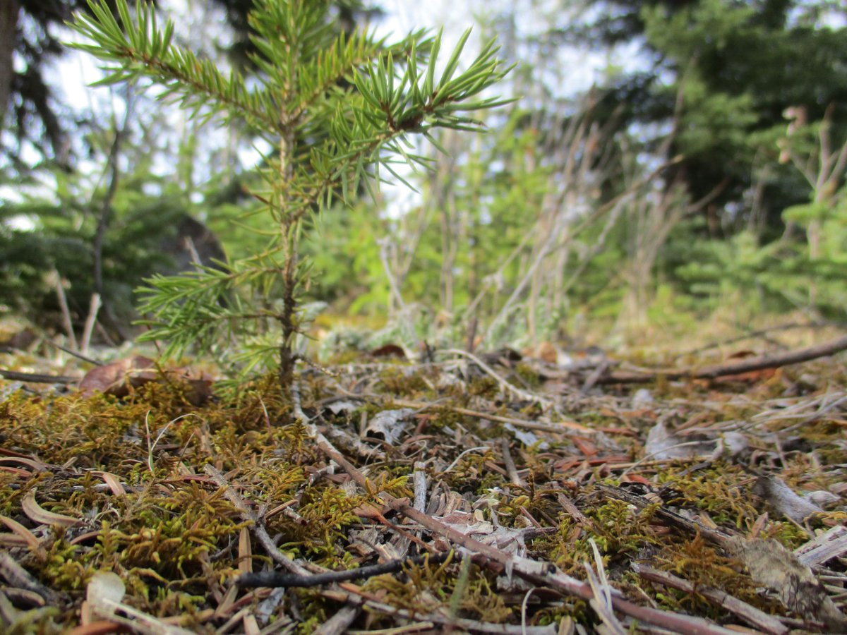 JasperNP's tweet photo. 🔥 #FireTalkFriday- We often think of disturbances such as fires, avalanches &amp;  insects as bad. The truth is, natural disturbances play a key role in creating the spaces that support plants and animals in a healthy ecosystem. https://t.co/5gCkKJYLeo